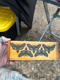Death Head Moth Box