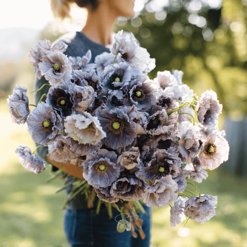 Amazing Grey Poppy – 25 Seeds