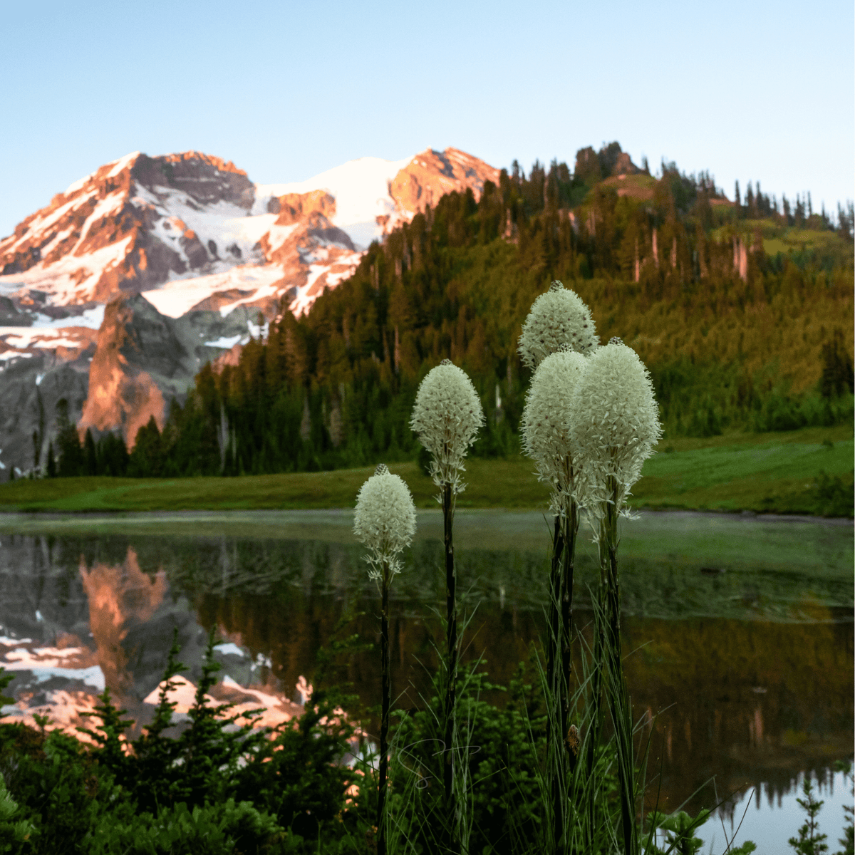Bear Grass – 50 Seeds