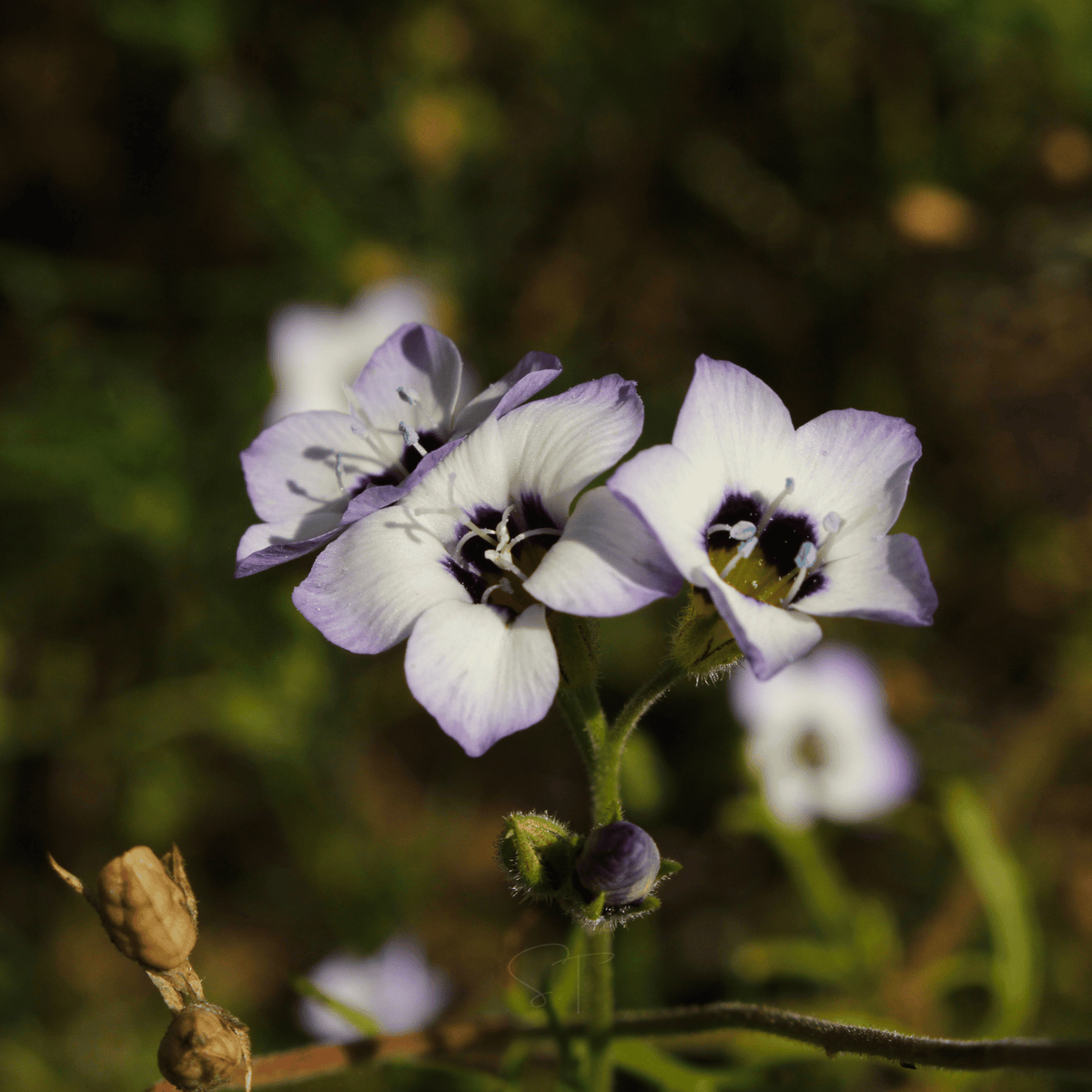 Bird's Eye – 100 Seeds