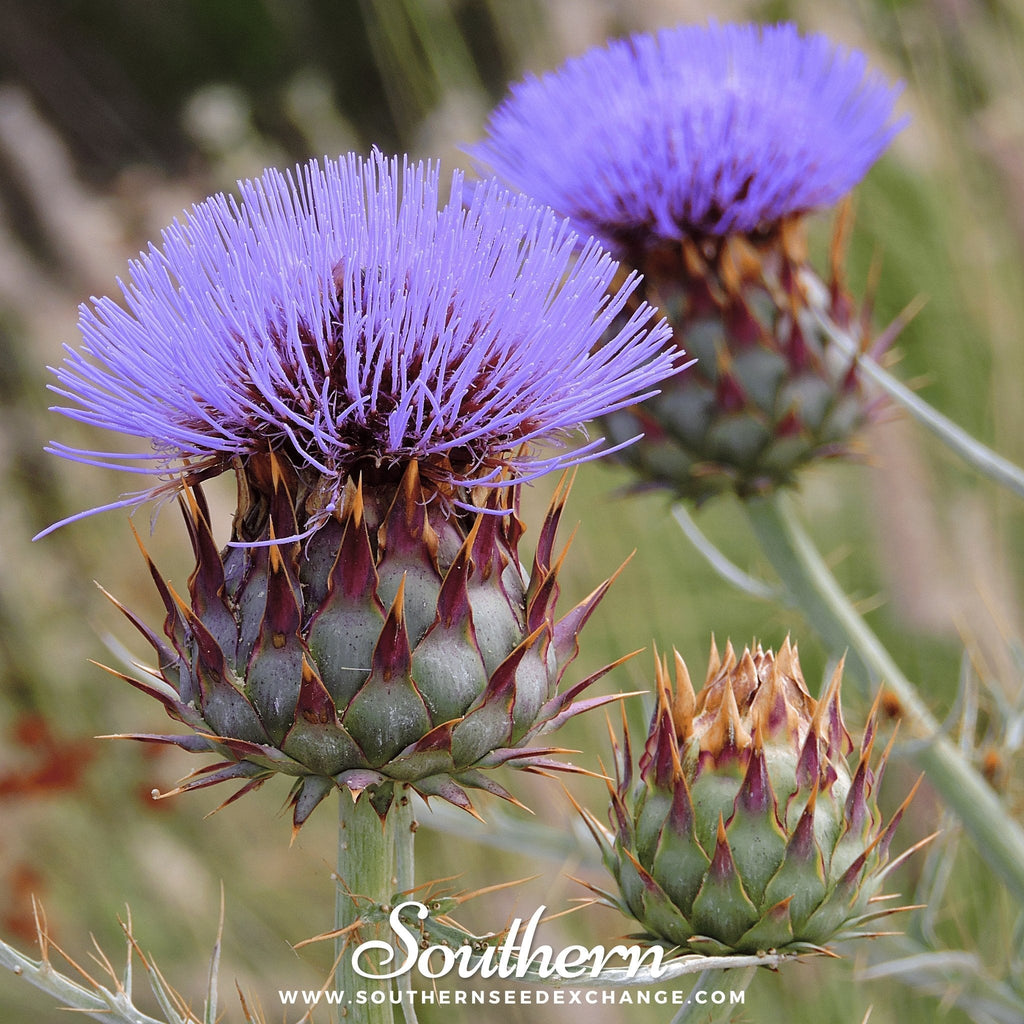 Cardoon – 25 Seeds