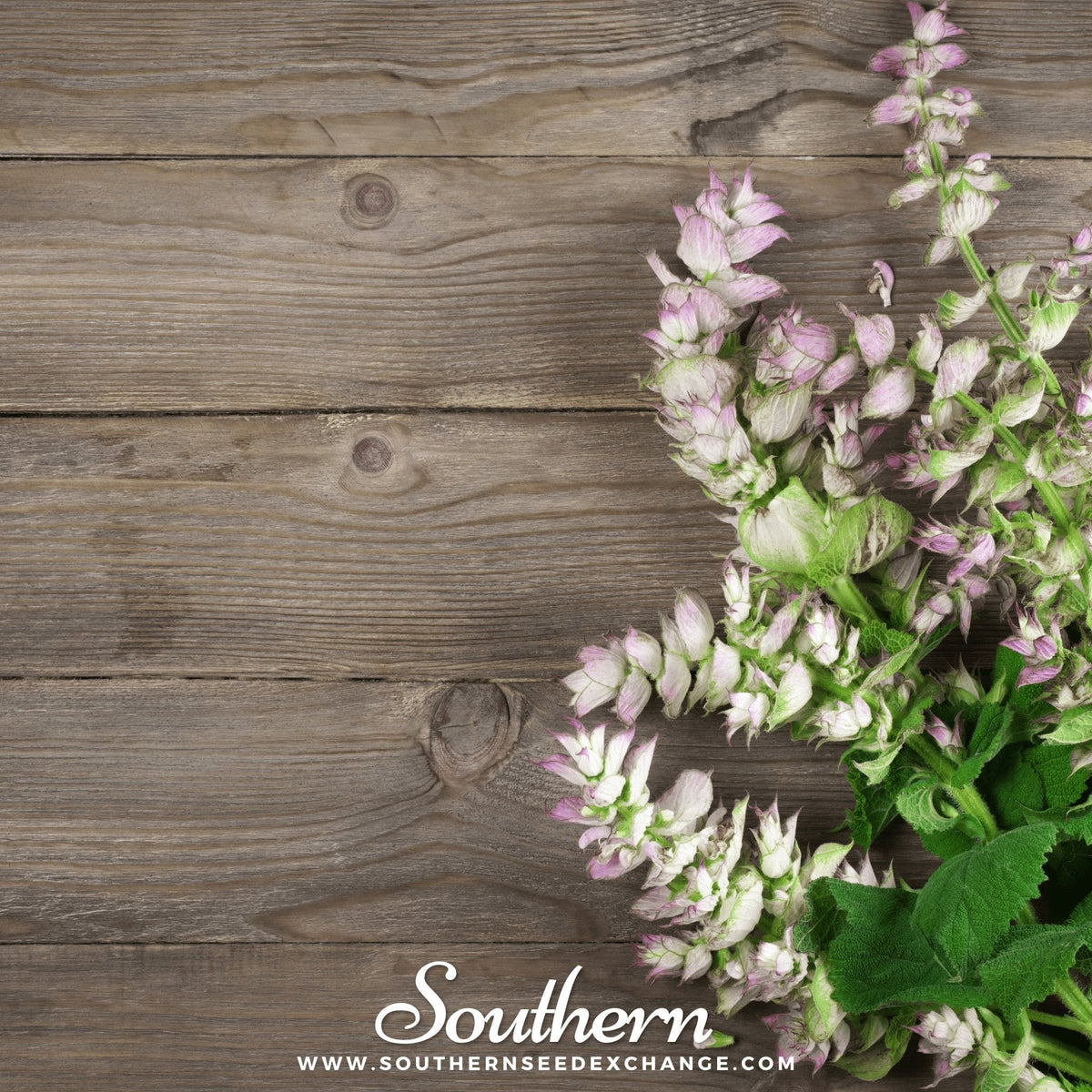 Clary Sage – 50 Seeds