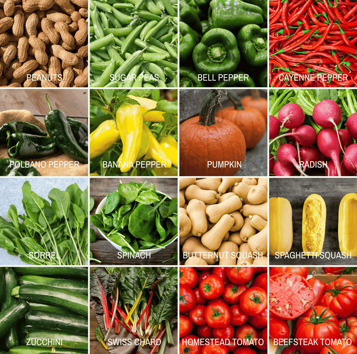 Community Garden Survival Seed Vault – 120 Seed Varieties