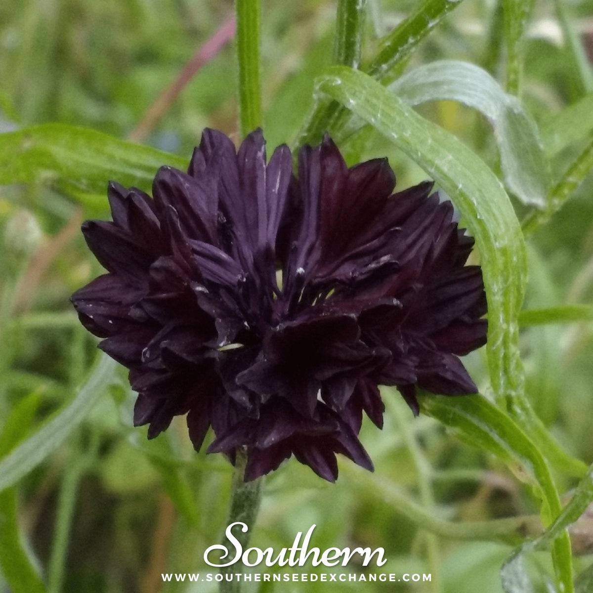 Black Cornflower – 50 Seeds