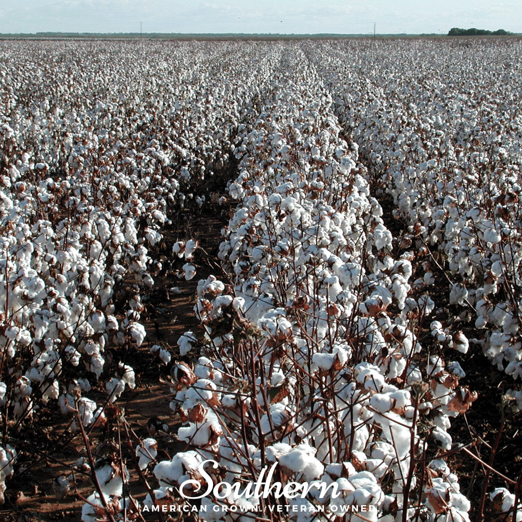 Upland Cotton – 20 Seeds