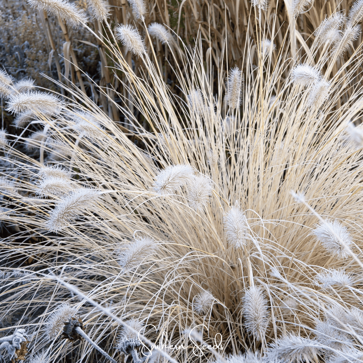 Feathertop – 25 Seeds