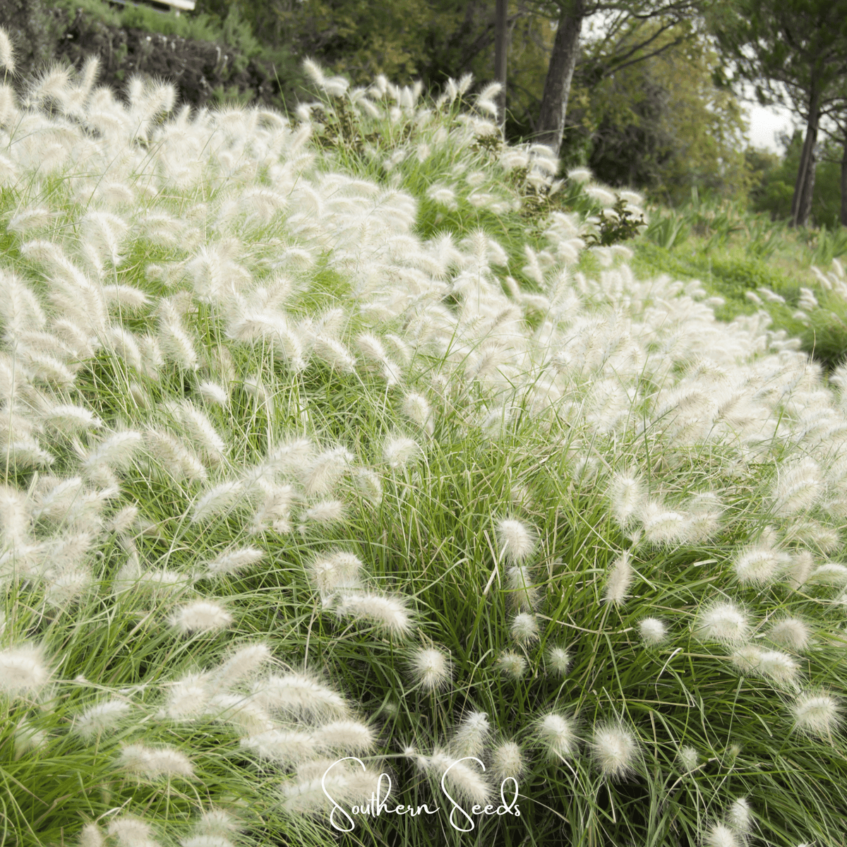 Feathertop – 25 Seeds