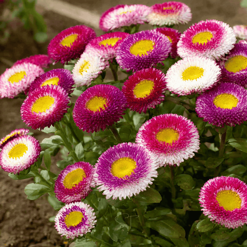 Hi-No-Maru Pompon Aster – 50 Seeds
