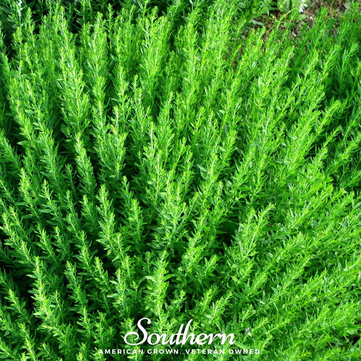 Blue Hyssop – 200 Seeds