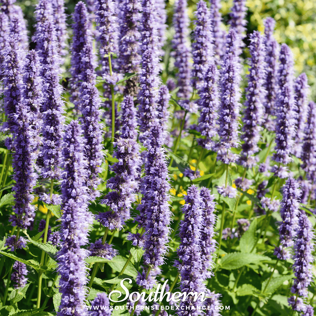 Korean Mint – 50 Seeds