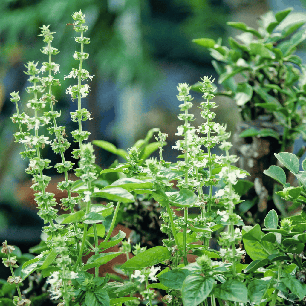 Lemon Basil – 250 Seeds
