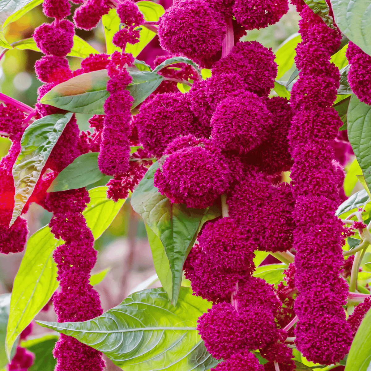 Love Lies Bleeding Amaranth – 250 Seeds