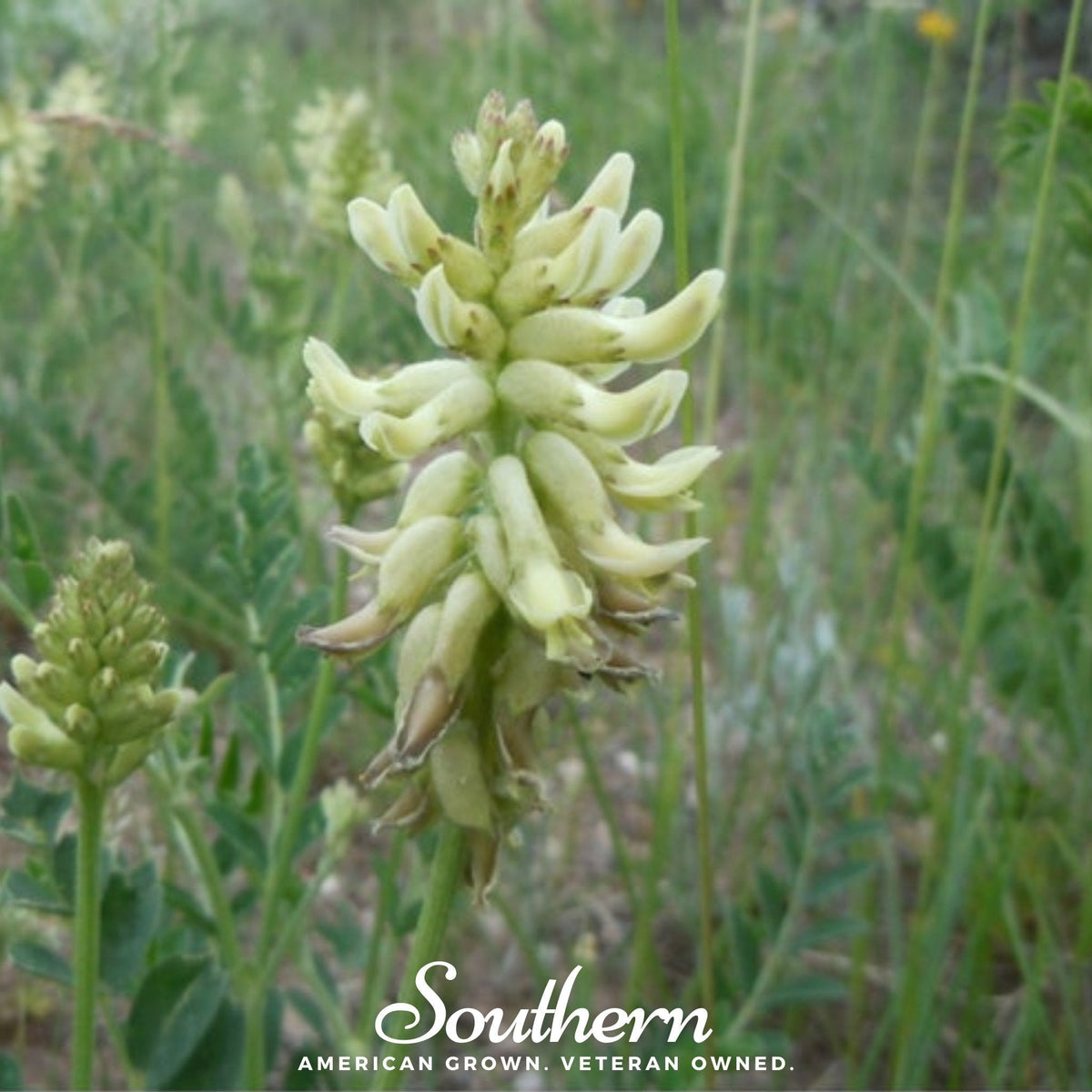Canadian Milk Vetch – 50 Seeds