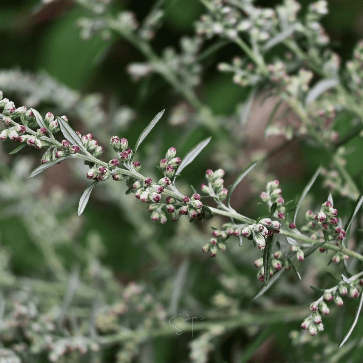 Mugwort – 200 Seeds