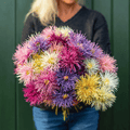 Needle Mix Aster – 50 Seeds