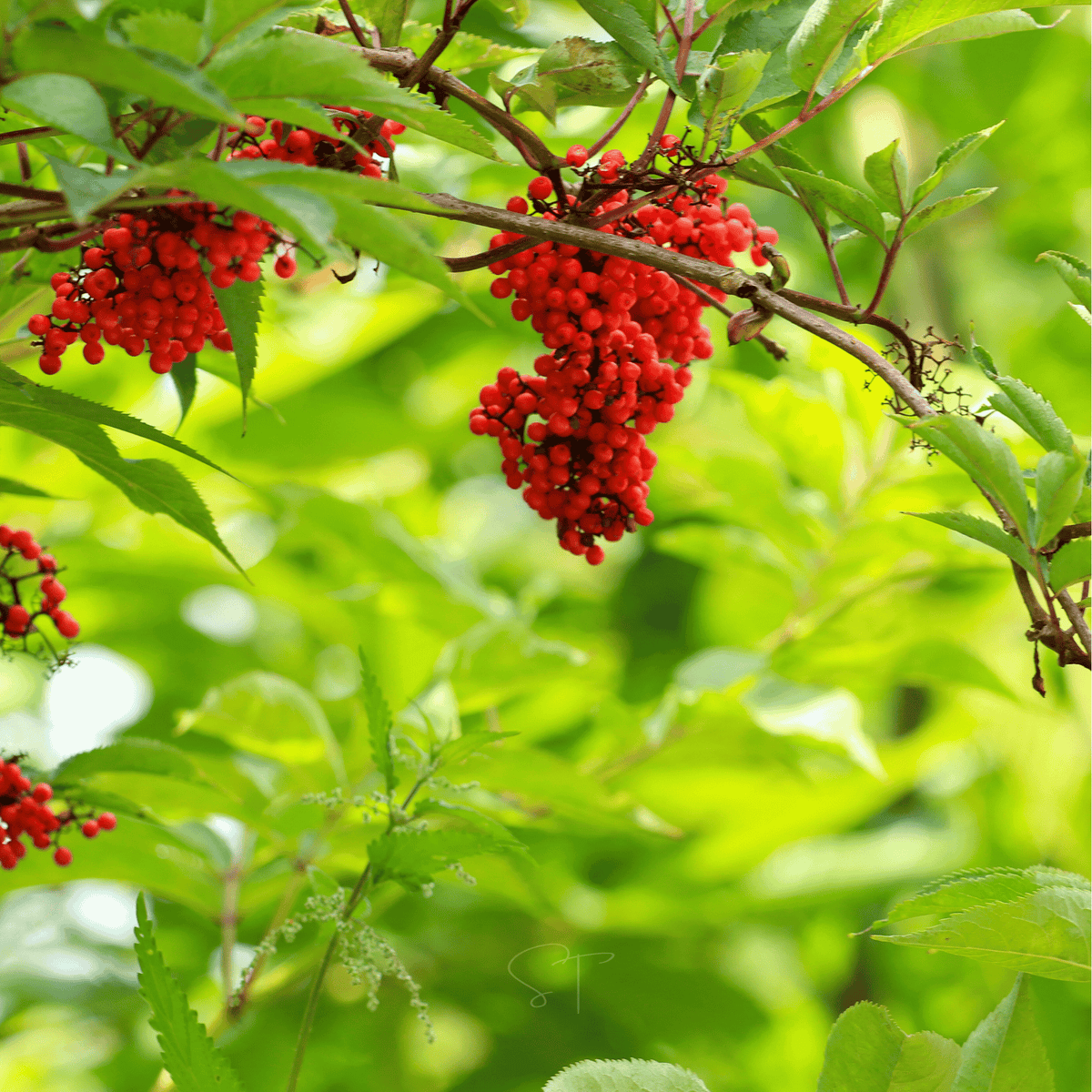 Red Elderberry – 50 Seeds