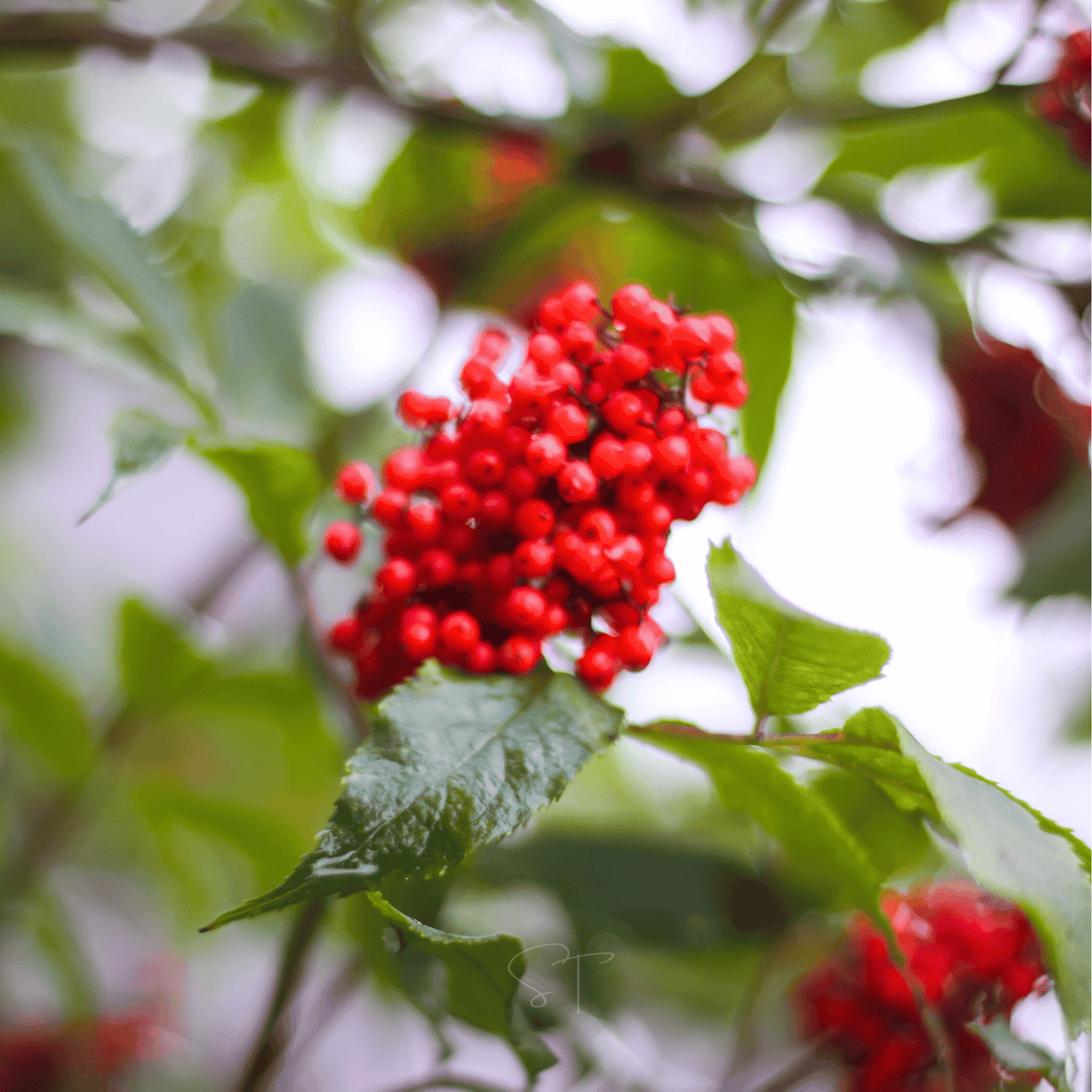 Red Elderberry – 50 Seeds