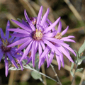 Silky Aster – 25 Seeds