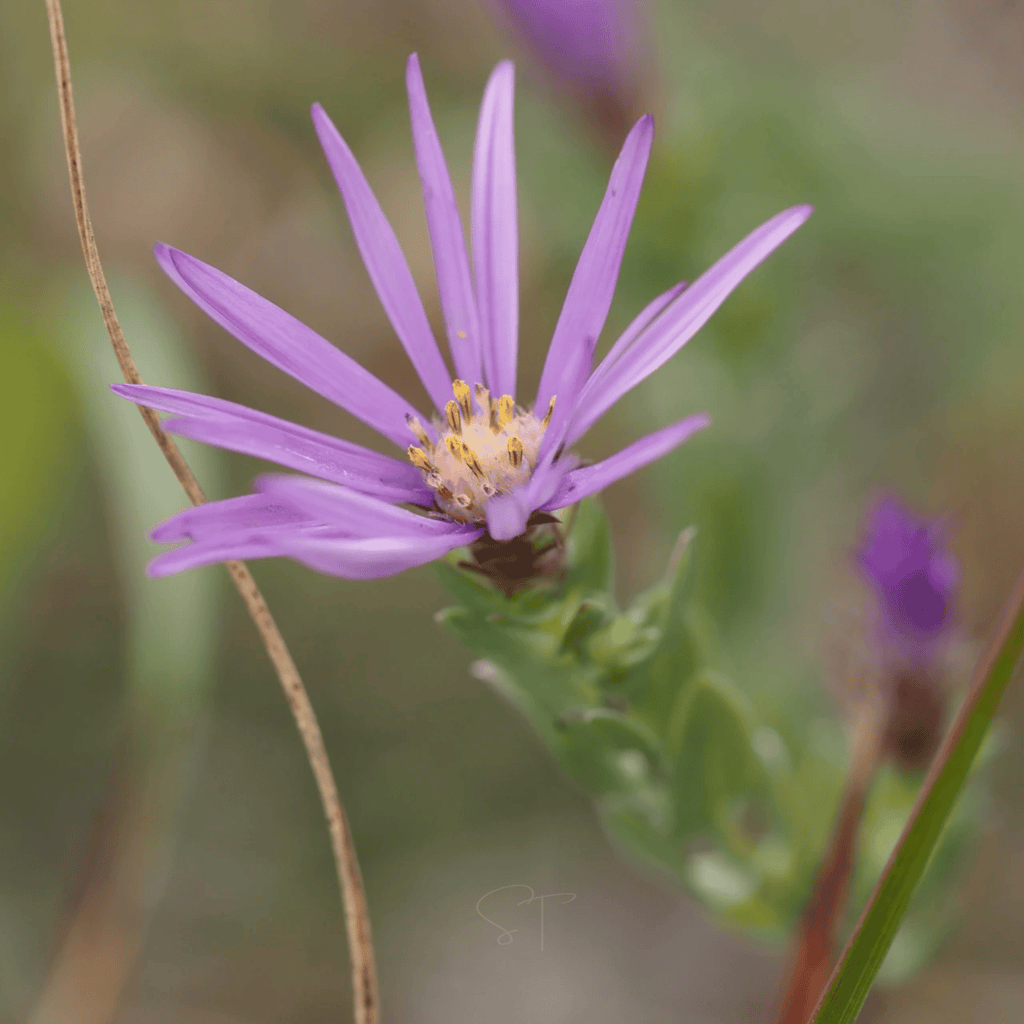 Silky Aster – 25 Seeds
