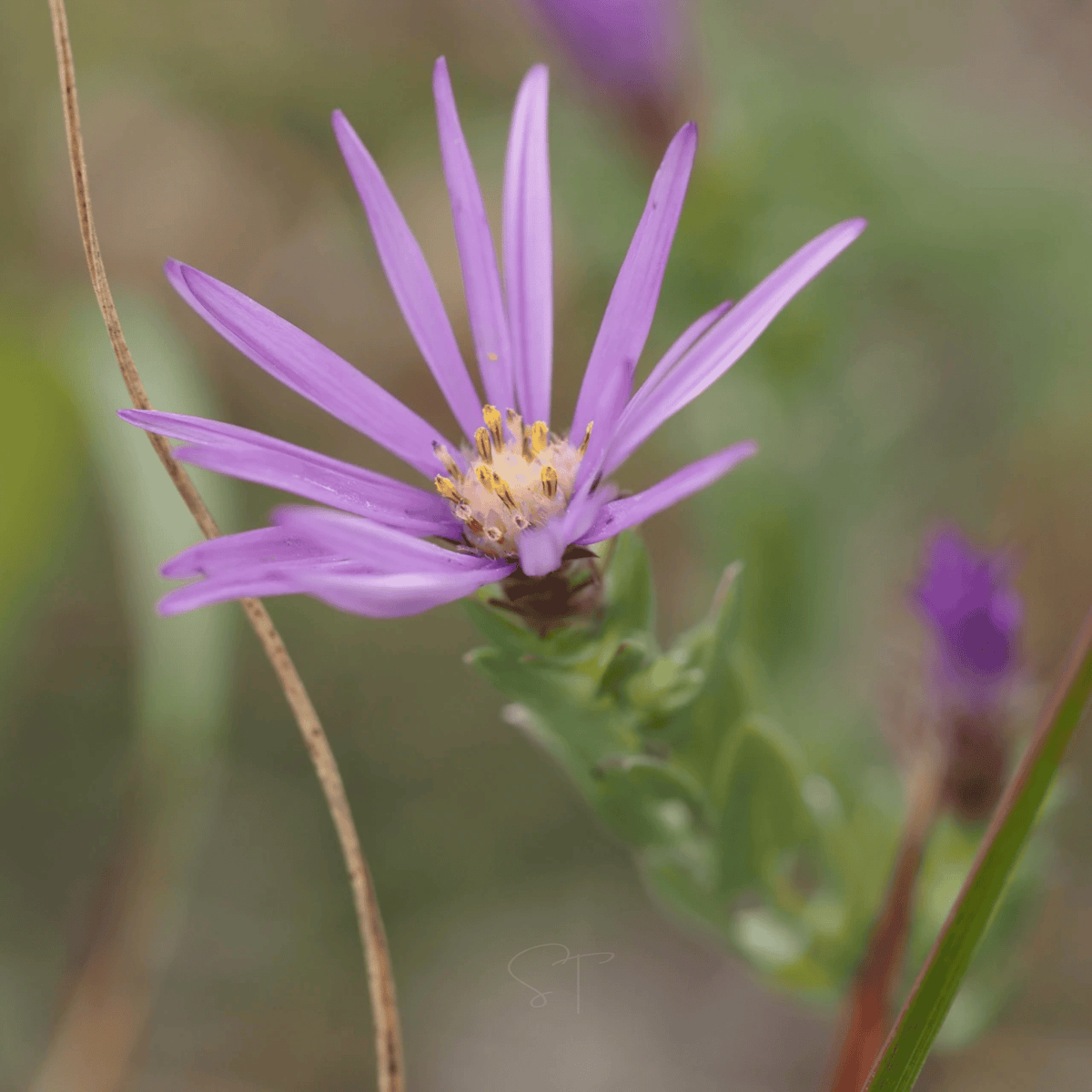 Silky Aster – 25 Seeds
