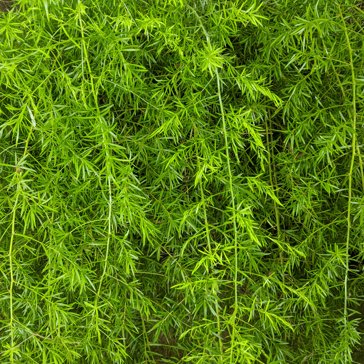 Sprengeri Asparagus Fern – 15 Seeds