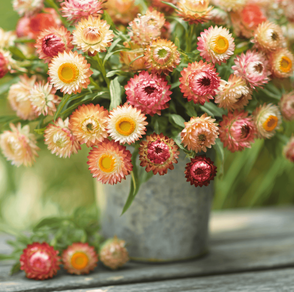 Apricot Peach Strawflower – 25 Seeds