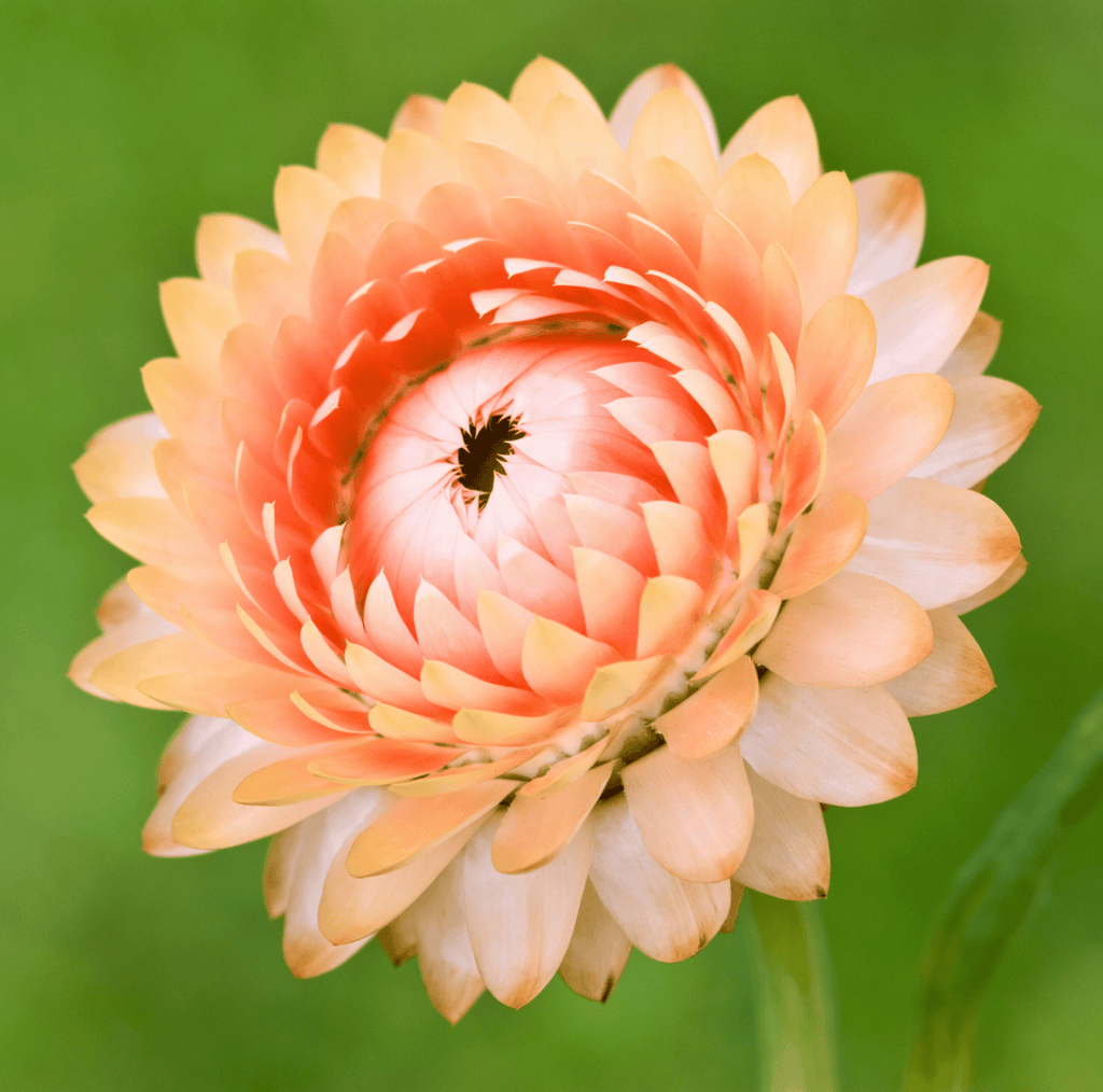 Apricot Peach Strawflower – 25 Seeds