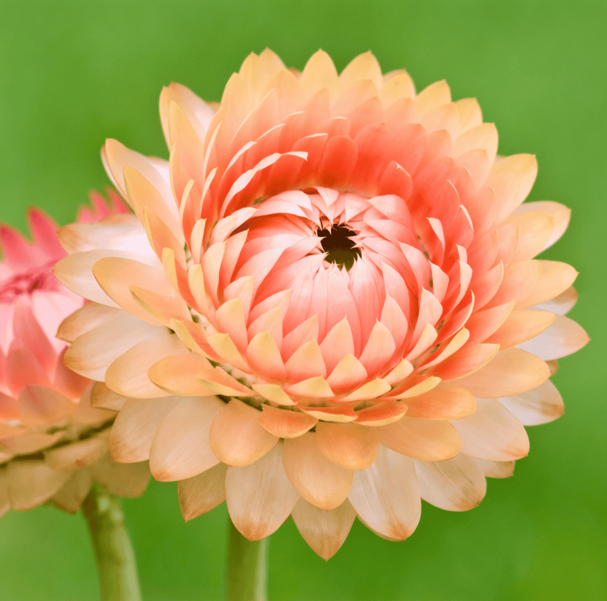 Apricot Peach Strawflower – 25 Seeds