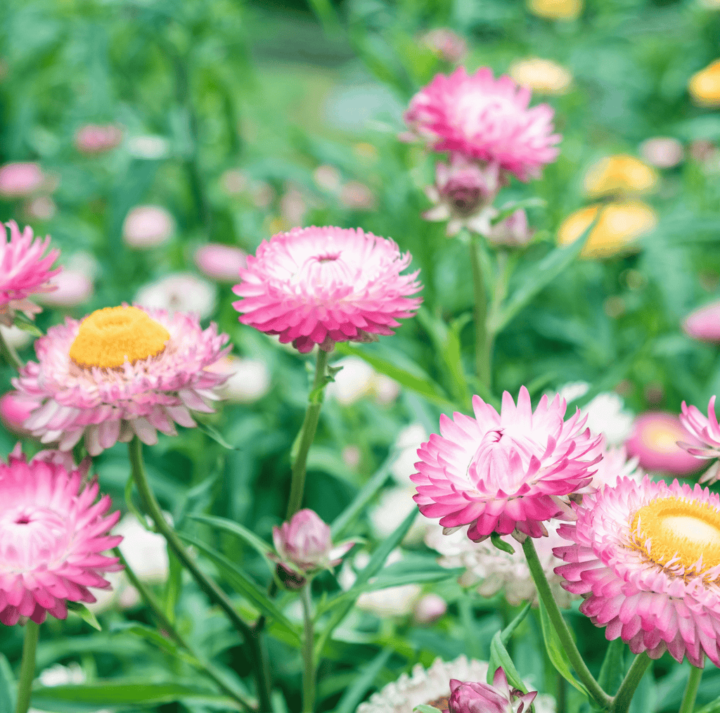Silver Rose Strawflower – 25 Seeds