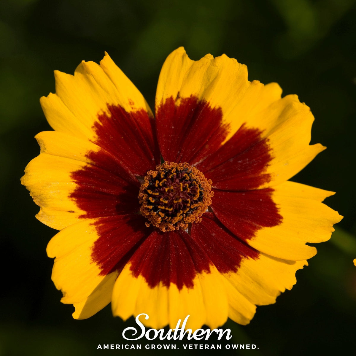 Golden Wave Tickseed – 100 Seeds