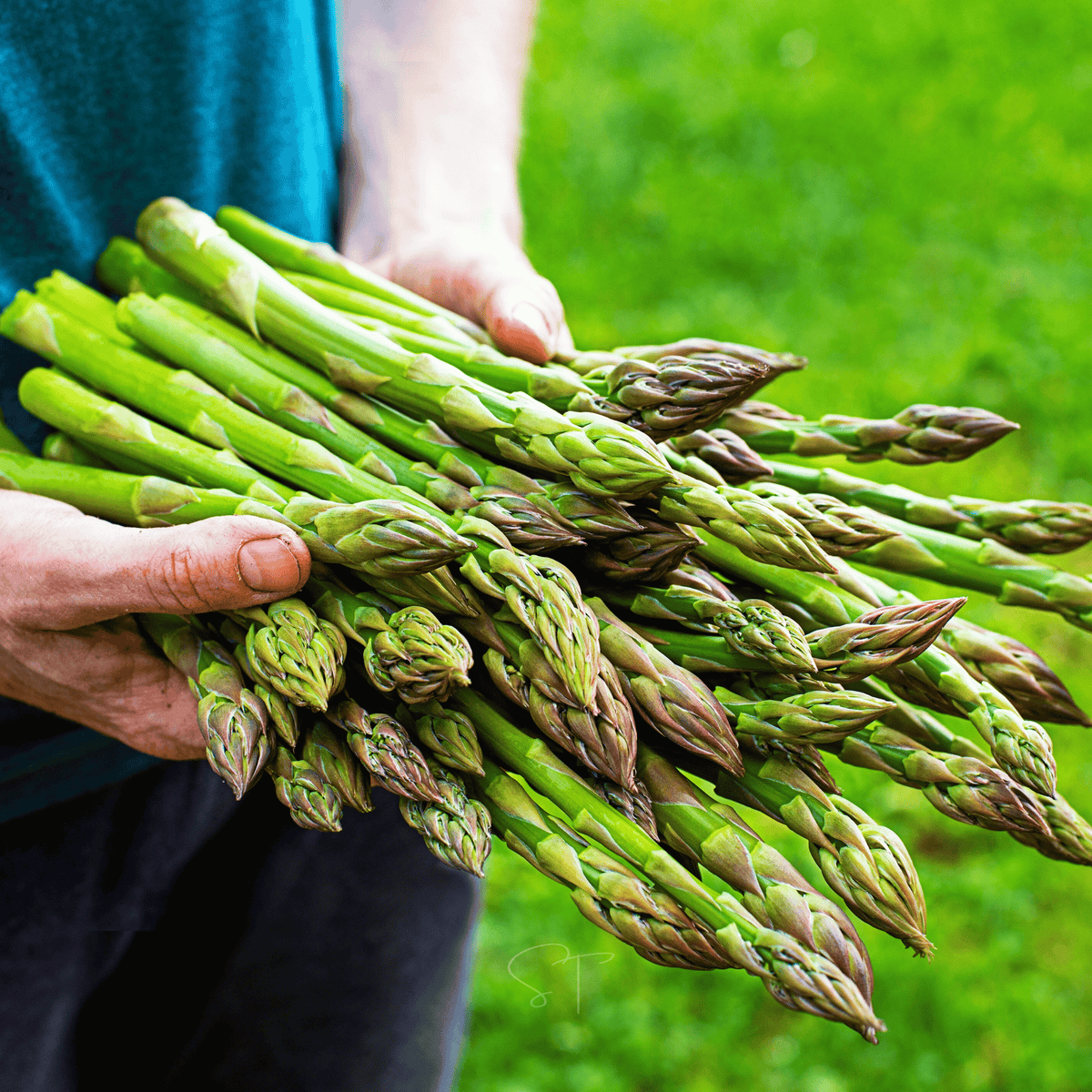 UC72 Asparagus – 50 Seeds