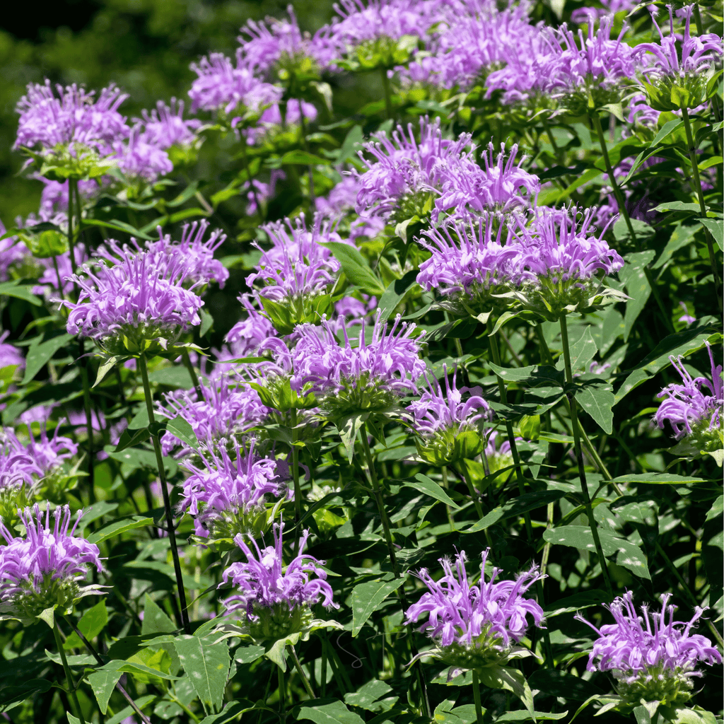 Wild Bergamot Bee Balm (Mintleaf) – 100 Seeds